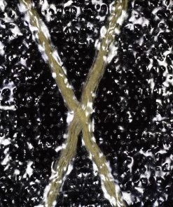 Ripstop By The Roll X-Pac® X50 Tactical - Full Roll 15 Ripstop By The Roll X-Pac® X50 Tactical - Full Roll